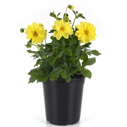 Jiřinka proměnlivá Figaro Yellow Shades - Dahlia variabilis - osivo jiřinky - 20 ks