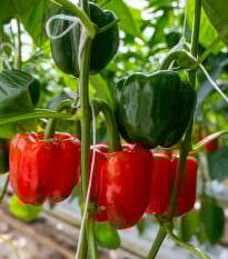 BIO Paprika Quadrato d Asti Rosso - Capsicum annuum - osivo papriky - 8 ks