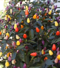 BIO Chilli Lila Luzi - Capsicum frutescens - bio osivo chilli - 8 ks