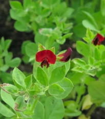 BIO Ledenec nachový - šparglový hrách - Lotus tetragonolobus - osivo ledence - 20 ks