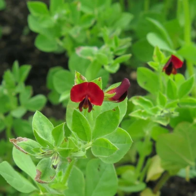 BIO Ledenec nachový - šparglový hrách - Lotus tetragonolobus - osivo ledence - 20 ks