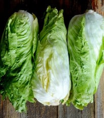 BIO Čekanka hlávková Nettuno - Cichorium intybus - bio osivo čekanky - 100 ks