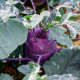 BIO Kedluben Dyna - Brassica oleracea var. gongylodes - bio osivo kedlubnu - 50 ks
