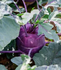 BIO Kedluben Dyna - Brassica oleracea var. gongylodes - bio osivo kedlubnu - 50 ks