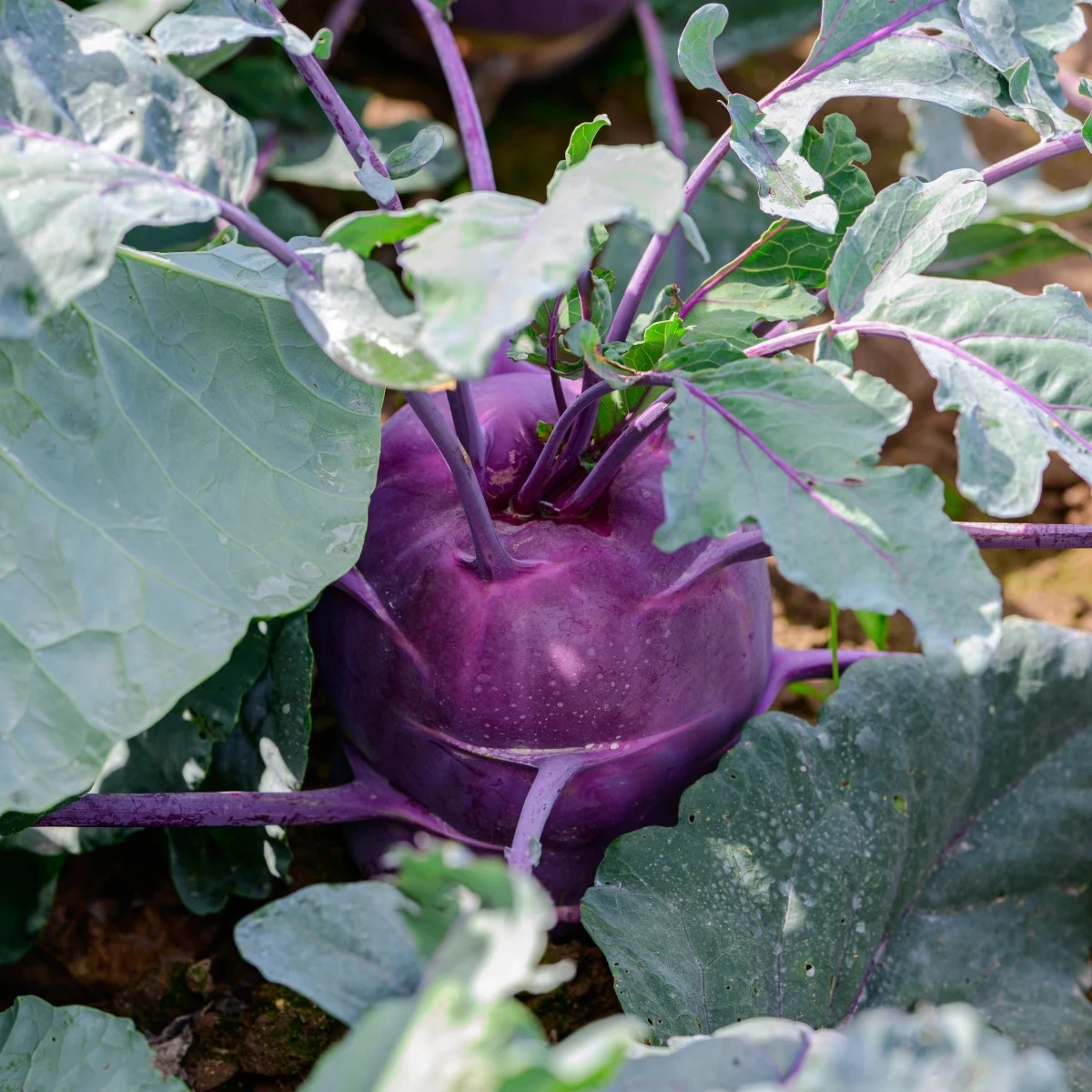 BIO Kedluben Dyna - Brassica oleracea var. gongylodes - bio osivo kedlubnu - 50 ks