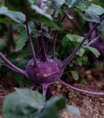 BIO Kedluben Blaro - Brassica oleracea var. gongylodes - bio osivo kedlubnu - 50 ks