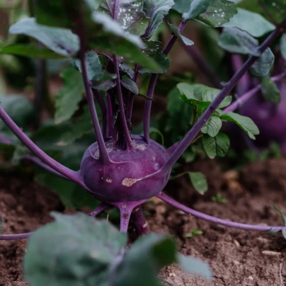 BIO Kedluben Blaro - Brassica oleracea var. gongylodes - bio osivo kedlubnu - 50 ks