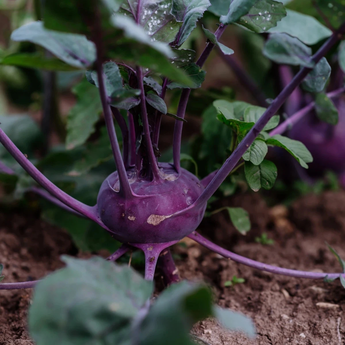 BIO Kedluben Blaro - Brassica oleracea var. gongylodes - bio osivo kedlubnu - 50 ks