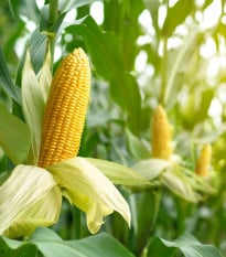 BIO Kukuřice Mergoscia - Zea mays - bio osivo kukuřice - 15 ks