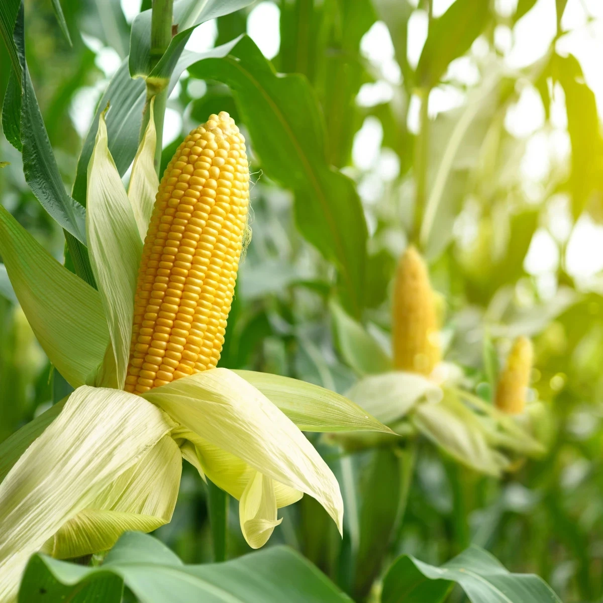 BIO Kukuřice Mergoscia - Zea mays - bio osivo kukuřice - 15 ks