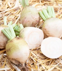 BIO Řepa červená Albina Vereduna - Beta vulgaris conditiva - bio osivo řepy - 50 ks
