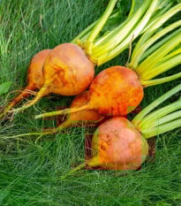 BIO Řepa červená Burpees Golden - Beta vulgaris conditiva - bio osivo řepy - 50 ks