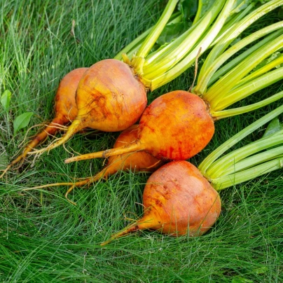 BIO Řepa červená Burpees Golden - Beta vulgaris conditiva - bio osivo řepy - 50 ks