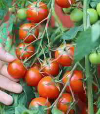 Rajče keříčkové balkónové Vilma - Solanum lycopersicum - osivo rajčat - 21 ks