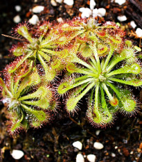 Rosnatka aliciae - Drosera alicinaea - osivo rosnatky - 10 ks