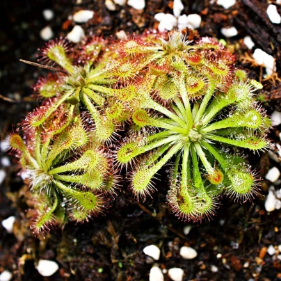 Rosnatka aliciae - Drosera alicinaea - osivo rosnatky - 10 ks