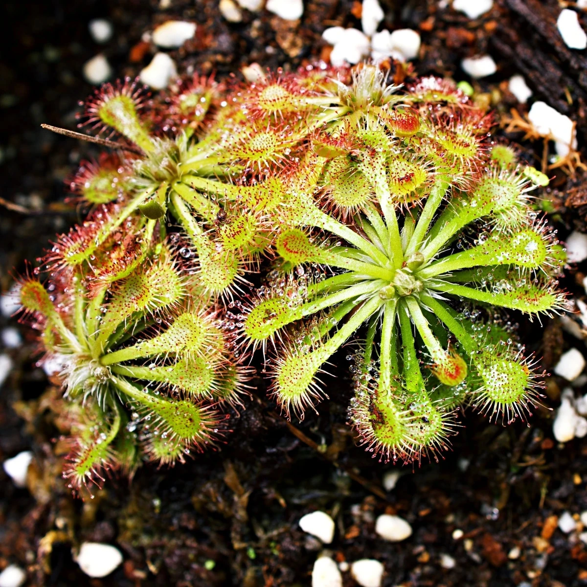 Rosnatka aliciae - Drosera alicinaea - osivo rosnatky - 10 ks