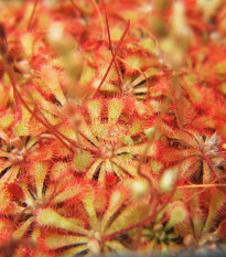 Rosnatka spathulata - Drosera spathulata - osivo rosnatky - 10 ks