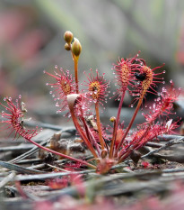 Rosnatka kapská Red Bonn - Drosera capensis - osivo rosnatky - 10 ks