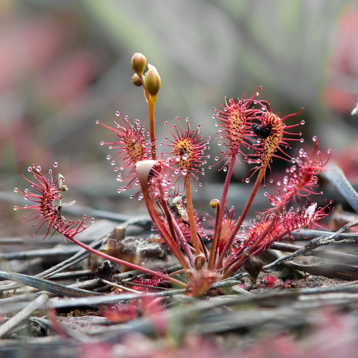 Rosnatka kapská Red Bonn - Drosera capensis - osivo rosnatky - 10 ks