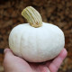 Tykev White Lamp F1 - Cucurbita pepo - osivo tykve - 6 ks