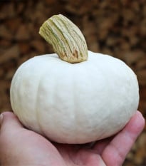 Tykev White Lamp F1 - Cucurbita pepo - osivo tykve - 6 ks