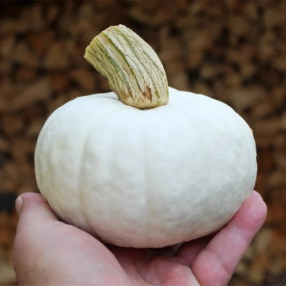 Tykev White Lamp F1 - Cucurbita pepo - osivo tykve - 6 ks