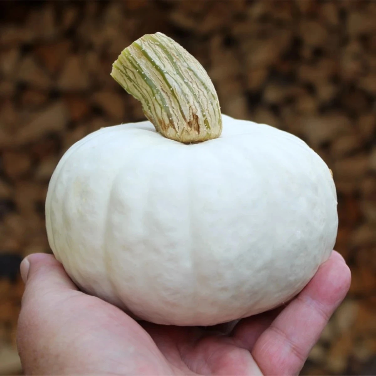 Tykev White Lamp F1 - Cucurbita pepo - osivo tykve - 6 ks