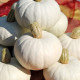 Tykev White Lamp F1 - Cucurbita pepo - osivo tykve - 6 ks