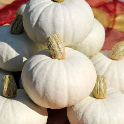 Tykev White Lamp F1 - Cucurbita pepo - osivo tykve - 6 ks