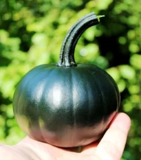 Dýně Black Bear F1 PMT - Cucurbita pepo - osivo dýně - 7 ks