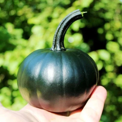 Dýně Black Bear F1 PMT - Cucurbita pepo - osivo dýně - 7 ks