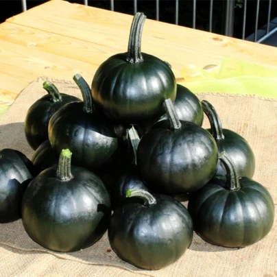 Dýně Black Bear F1 PMT - Cucurbita pepo - osivo dýně - 7 ks