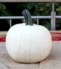 Tykev okrasná Avalanche F1 PMT - Cucurbita pepo - osivo dýně - 6 ks