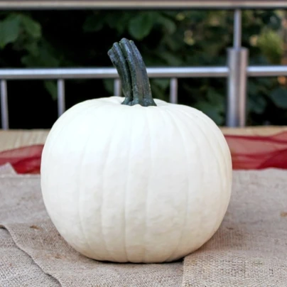 Tykev okrasná Avalanche F1 PMT - Cucurbita pepo - osivo dýně - 6 ks