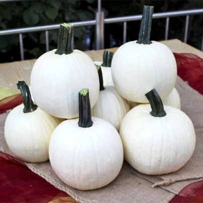 Tykev okrasná Avalanche F1 PMT - Cucurbita pepo - osivo dýně - 6 ks