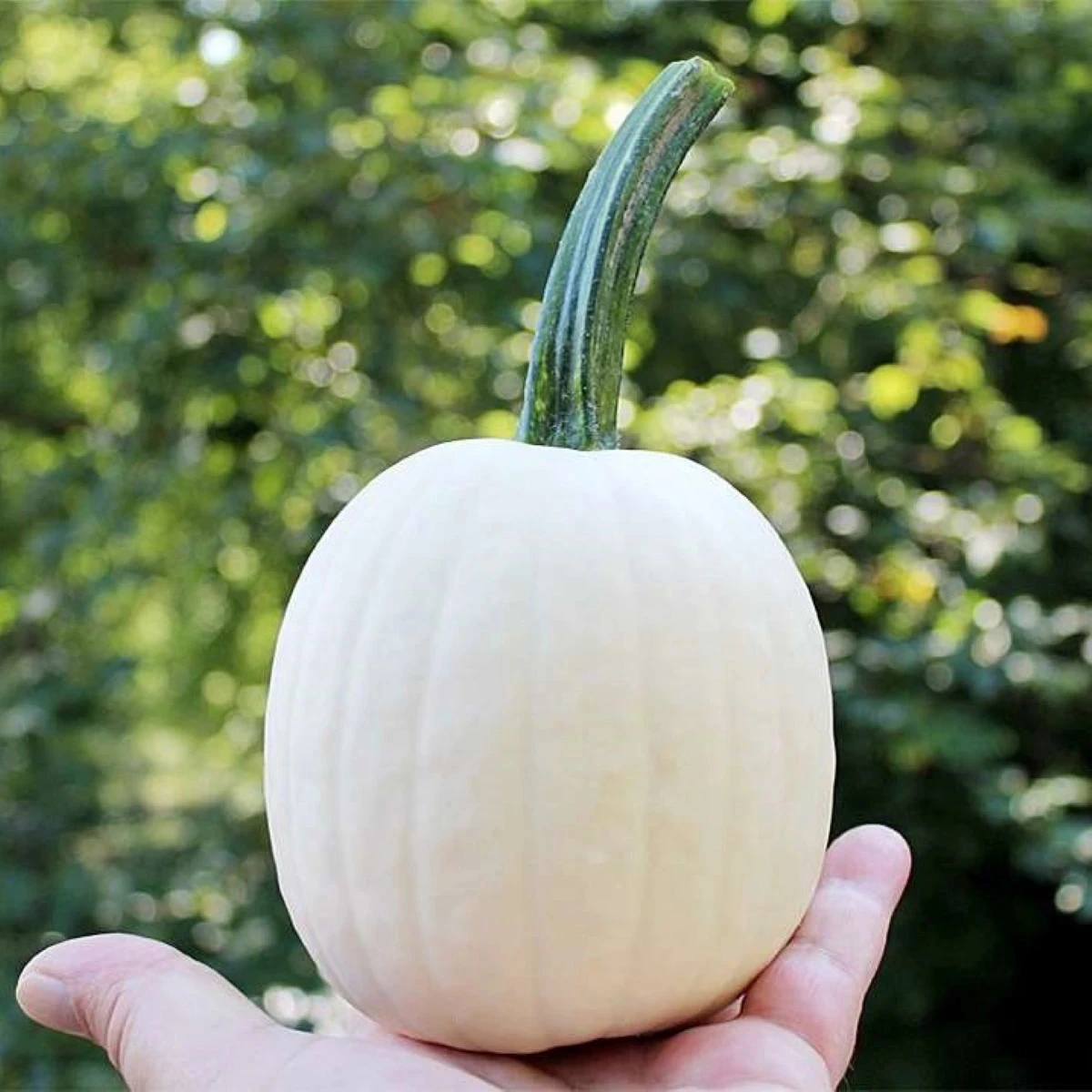 Tykev okrasná Snowdrop F1 - Cucurbita pepo - osivo dýně - 6 ks