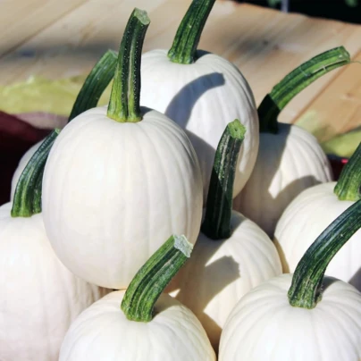 Tykev okrasná Snowdrop F1 - Cucurbita pepo - osivo dýně - 6 ks