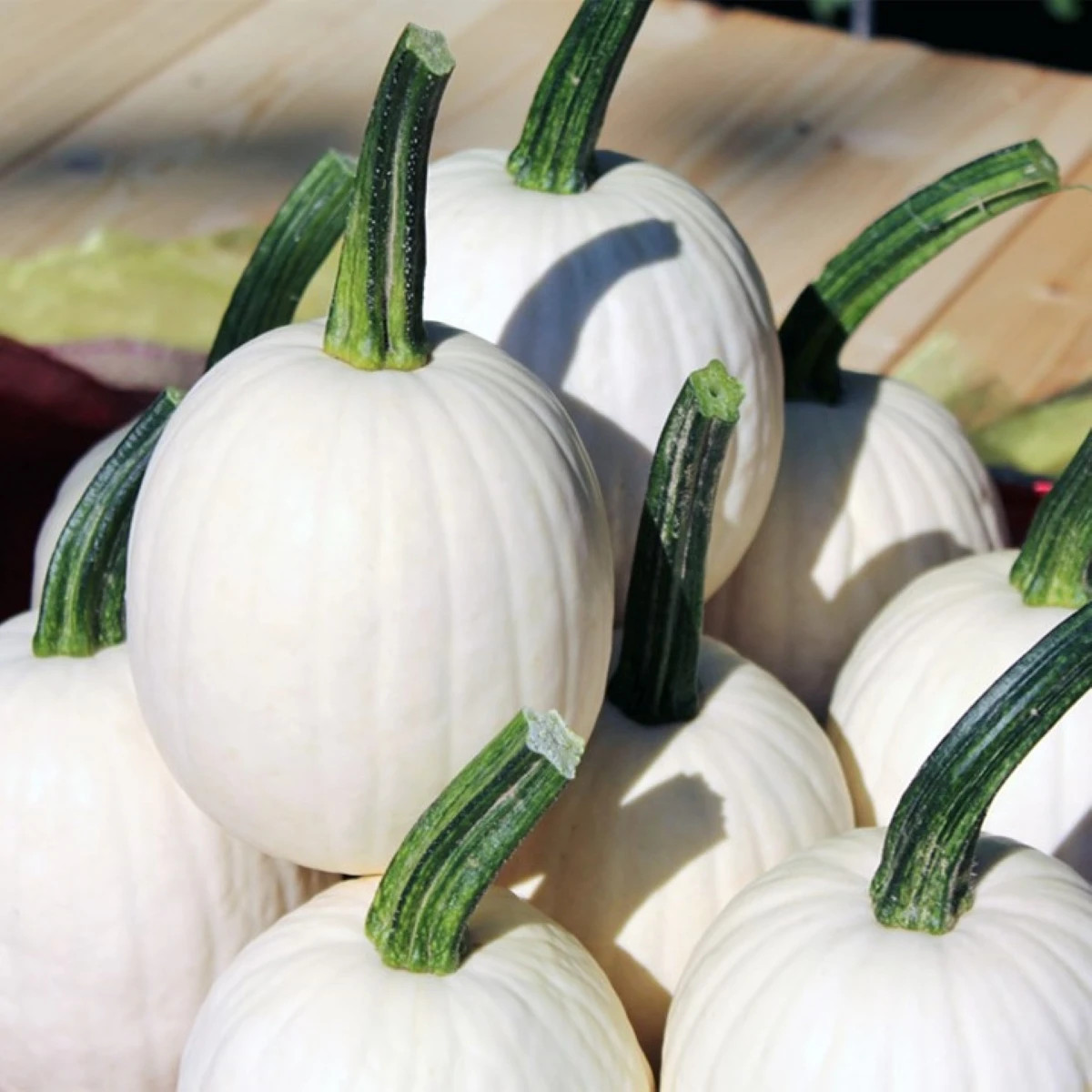 Tykev okrasná Snowdrop F1 - Cucurbita pepo - osivo dýně - 6 ks