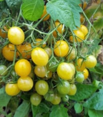 Rajče Mirabell - Solanum lycopersicum - osivo rajčat - 6 ks