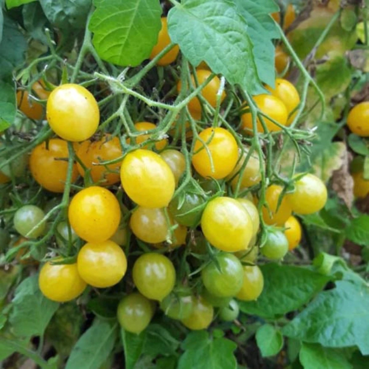 Rajče Mirabell - Solanum lycopersicum - osivo rajčat - 6 ks