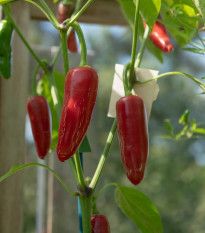BIO Chilli Jalapeno - Capsicum annuum - bio osivo chilli - 6 ks