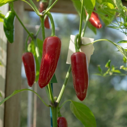 BIO Chilli Jalapeno - Capsicum annuum - bio osivo chilli - 6 ks