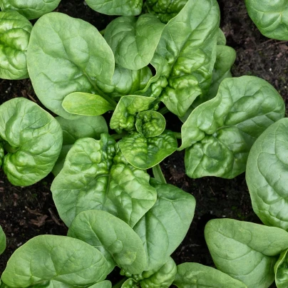 BIO Špenát Butterflay – Spinacia oleracea – bio osivo špenátu