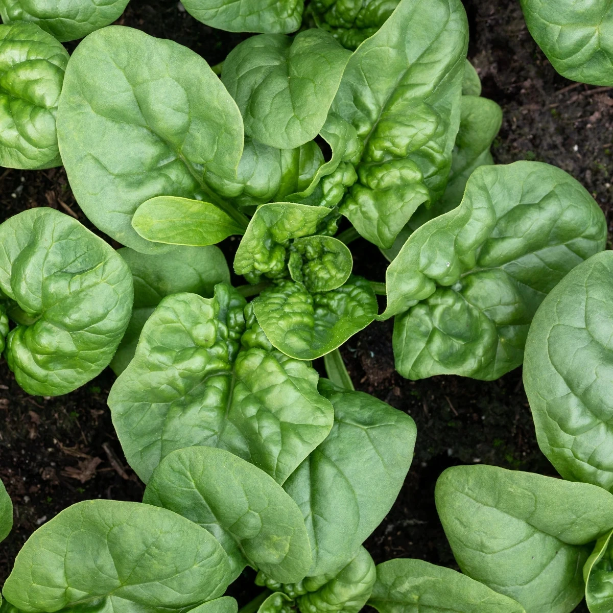 BIO Špenát Butterflay – Spinacia oleracea – bio osivo špenátu