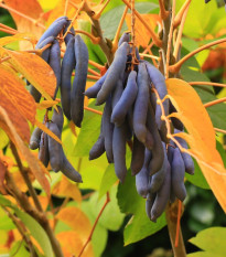 Palečník čínský - modré fazole - Decaisnea fargesii - osivo palečníku - 8 ks