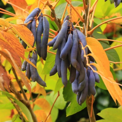 Palečník čínský - modré fazole - Decaisnea fargesii - osivo palečníku - 8 ks