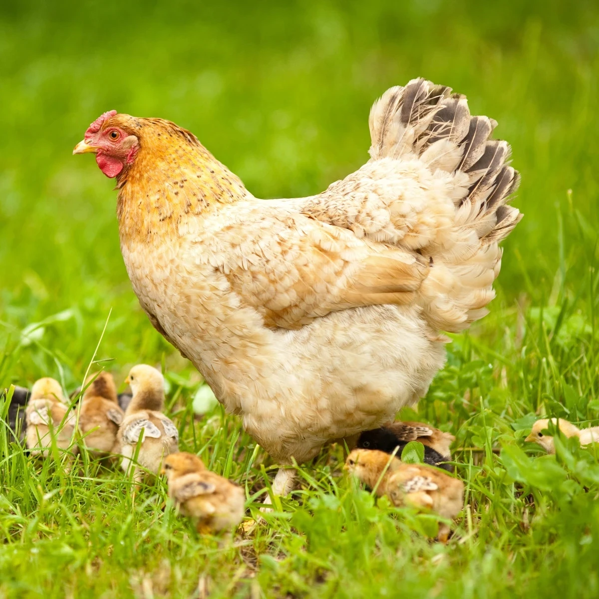 BIO Travní směs pro zatravnění výběhů a pastvin - směs trav - osivo - Sativa - 500 g