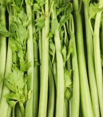 BIO Celer řapíkatý Tall Utah - Apium graveolens - bio osivo celeru - 80 ks