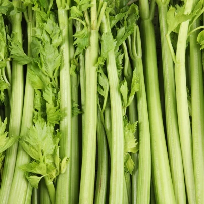 BIO Celer řapíkatý Tall Utah - Apium graveolens - bio osivo celeru - 80 ks